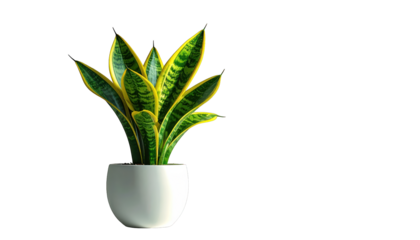 Lush green and yellow snake plant in a white pot against a black background