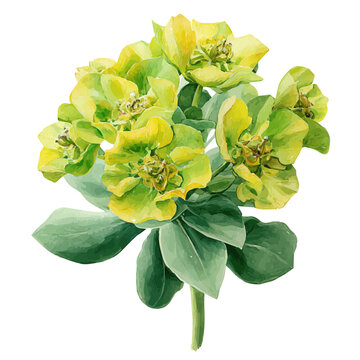 Euphorbia in watercolor style, vector illustration, isolated on white background.
