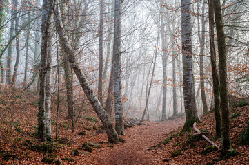 Obraz premium Footpath in the woods (Fageda d'en Jorda, Spain, Catalonia)