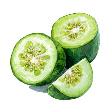Watercolor-style vector illustration of Feijoa Slices, isolated on a clean white background.