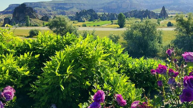 Beautiful roses blooming on the street in Cappadocia. Fresh multi-colored roses grow and bloom outdoors in the mountainous landscape of Turkey. Blooming bright flowers. 4K