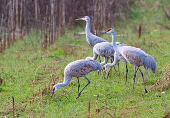 Group of sandhill cranes grazing in corn field at Hiwassee Wildlife Refuge in Meigs County, Tennessee