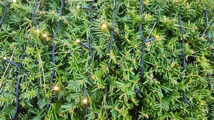 Fairy string lights on bush, string lights on bush, simple bush, simple warm string light background, string lights