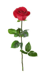 Obraz premium Red rose with green leaves isolated on white
