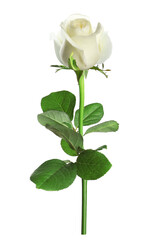 Obraz premium Beautiful rose with green leaves isolated on white