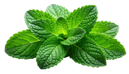 Close-up of vibrant green, textured leaves with jagged edges, clustered together