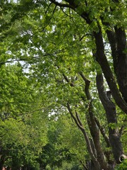 Fototapeta premium green tree in the forest