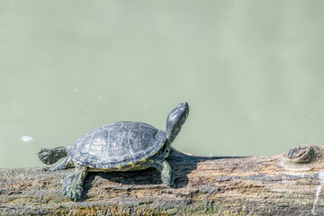 Florida turtle basks in the sun