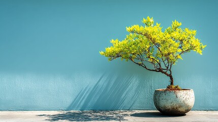 Bonsai Tree's Quiet Radiance: A meticulously crafted bonsai tree stands gracefully in a textured pot. casting long shadows on the backdrop in soft, diffused light.