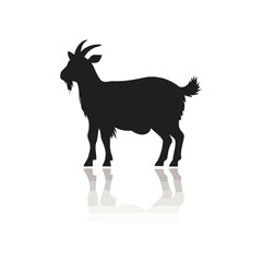 Fototapeta premium A majestic goat standing alone in a serene environment viewed from the side