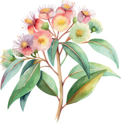 Eucalyptus Florwer Soft Pastel Botanical Watercolor Vector Illustration
