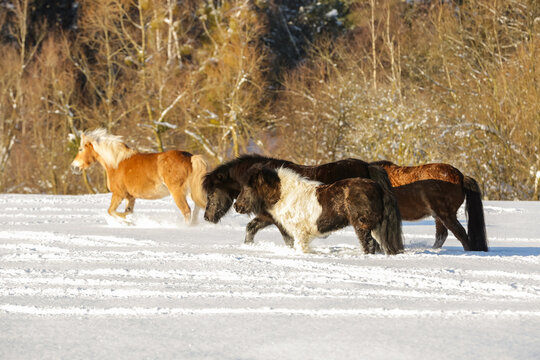 Ponys im Schnee