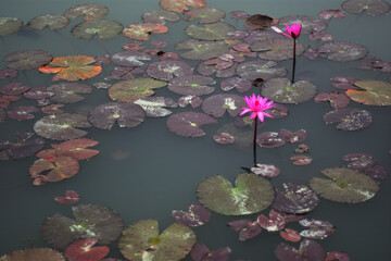 Pink water lilies floating on still pond water in early morning conditions within a natural freshwater environment.