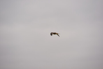 Red kite milvus milvus up in the air on a foggy winter day at Swiss village of Oberglatt. Photo taken December 24th, 2025, Zurich Oberglatt, Switzerland.