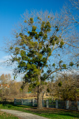 Populus tree invaded by mistletoe