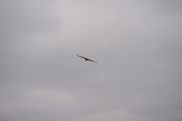 Red kite milvus milvus up in the air on a foggy winter day at Swiss village of Oberglatt. Photo taken December 24th, 2025, Zurich Oberglatt, Switzerland.