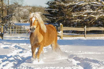 Pferde,Schnee,Winter,Ponys,Tiere, kalt, Eis, Natur, Koppel, Weide, Lebensfreude, Horse, Wald, Toben. © elli0013