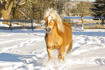 Pferde,Schnee,Winter,Ponys,Tiere, kalt, Eis, Natur, Koppel, Weide, Lebensfreude, Horse, Wald, Toben. © elli0013
