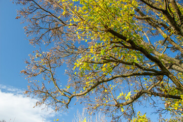 Tree in autumn - some branches are nude, some still have yellow leaves on them