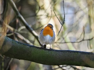 Fototapeta premium Rotkehlchen (Erithacus rubecula) sitzt in einem Baum