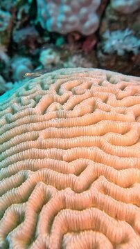 Brain coral (Platygyra Daedalus)  close-up video. Taken in Sharm el Sheikh, Egypt.