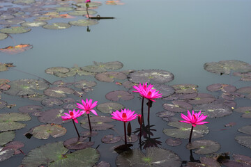 Pink water lilies floating in a calm pond