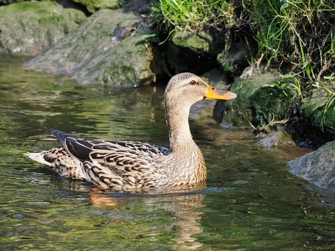 Stockente (Anas platyrhynchos) schwimmt in einem kleinen Bach