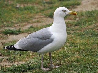 Obraz premium Möwe (Larinae) in der Stadt vor einem unscharfen Hintergrund
