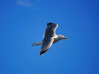Obraz premium Möwe (Larinae) in der Stadt vor einem unscharfen Hintergrund