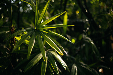 green grass in the wind