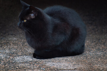 czarny kot © Sylwia