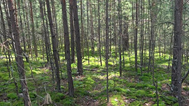 Video of Walk through a mossy pine forest in summer season.