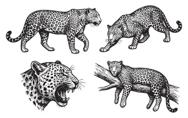 Leopard set engraving vector illustrations © trianatio