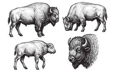 bison set engraving vector illustrations