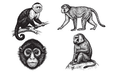 monkey set engraving vector illustrations © trianatio