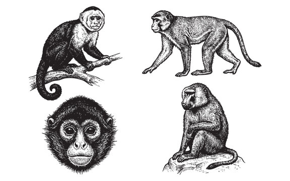 monkey set engraving vector illustrations