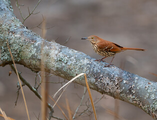 Brown thrasher on a tree with mud on its beak from foraging on a riverbank