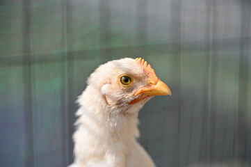 幼いニワトリ © 聡志 木村