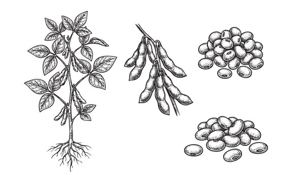 Soybean Illustration Hand Drawn Soya Plant and Pods