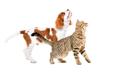 Curious Scottish Straight cat and Spaniel puppy standing together, looking up, side view, isolated on white background