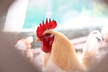 雄鶏の顔 © 聡志 木村