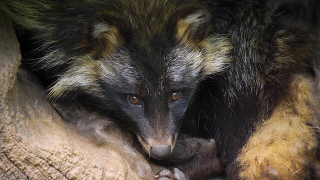 Close up head of a Mangut, or raccoon dog,  resting in a hollow log ona sunny day