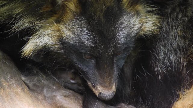 Close up head of a Mangut, or raccoon dog,  resting in a hollow log ona sunny day