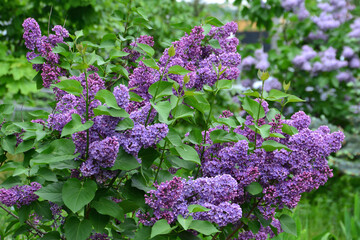 a close up of Purple Lilac Bush in Full Bloom