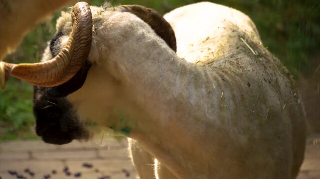 Close up of a freshly sheared black nose sheep on a meadow looking around on a sunny spring day
