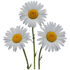 Fototapeta premium Three White Daisies with Yellow Centers Growing in a Natural Setting Isolated on Digital on a transparent background PNG