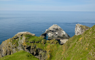 Fou de Bassan, Réserve Naturelle Nationale Hermaness, Ile Unst, Iles Shetland, Ecosse, Grande...