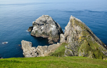 Fou de Bassan, Réserve Naturelle Nationale Hermaness, Ile Unst, Iles Shetland, Ecosse, Grande...