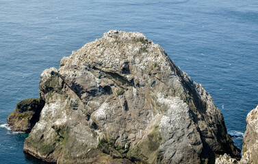 Fou de Bassan, Réserve Naturelle Nationale Hermaness, Ile Unst, Iles Shetland, Ecosse, Grande...