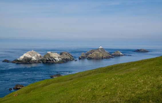 Fou de Bassan, R&eacute;serve Naturelle Nationale Hermaness, Ile Unst, Iles Shetland, Ecosse, Grande Bretagne